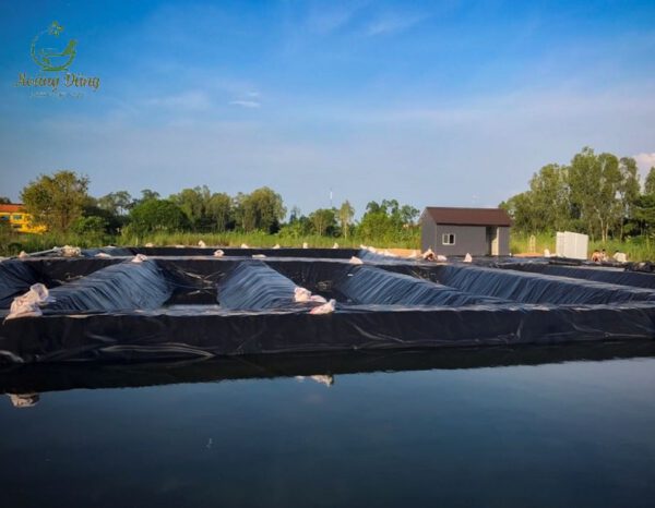 Bạt chống thấm HDPE lót ao, hồ nuôi cá - Ảnh 4