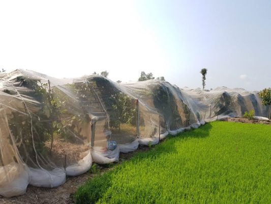 Lưới chắn côn trùng 32 mesh - Ảnh 3
