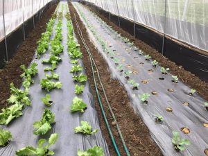 Địa chỉ uy tín mua màng phủ nông nghiệp tại HÀ TĨNH